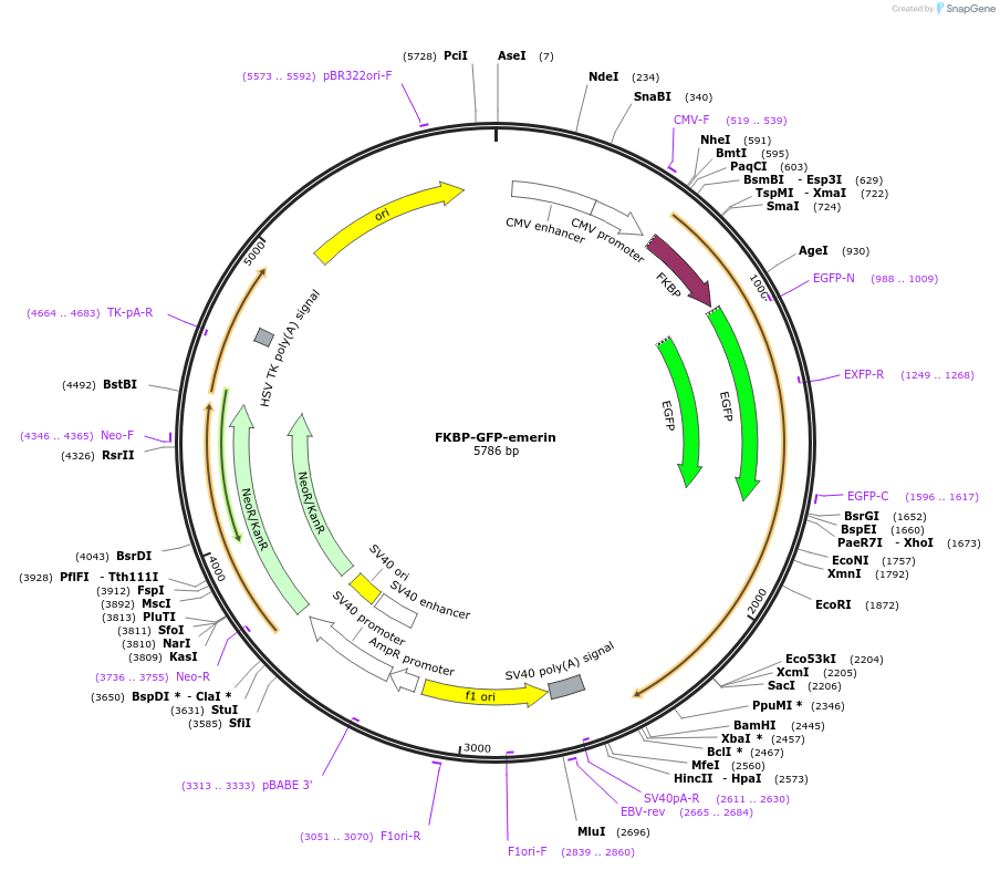 222415-plasmid-map-sequence-id-439136