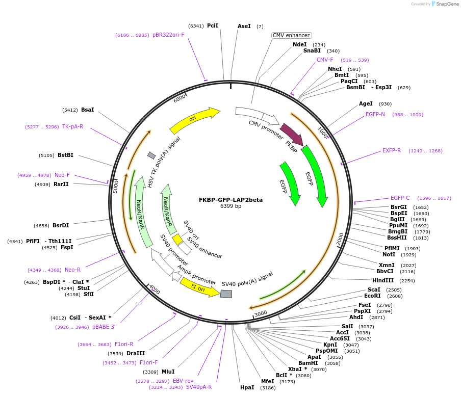222416-plasmid-map-sequence-id-439137