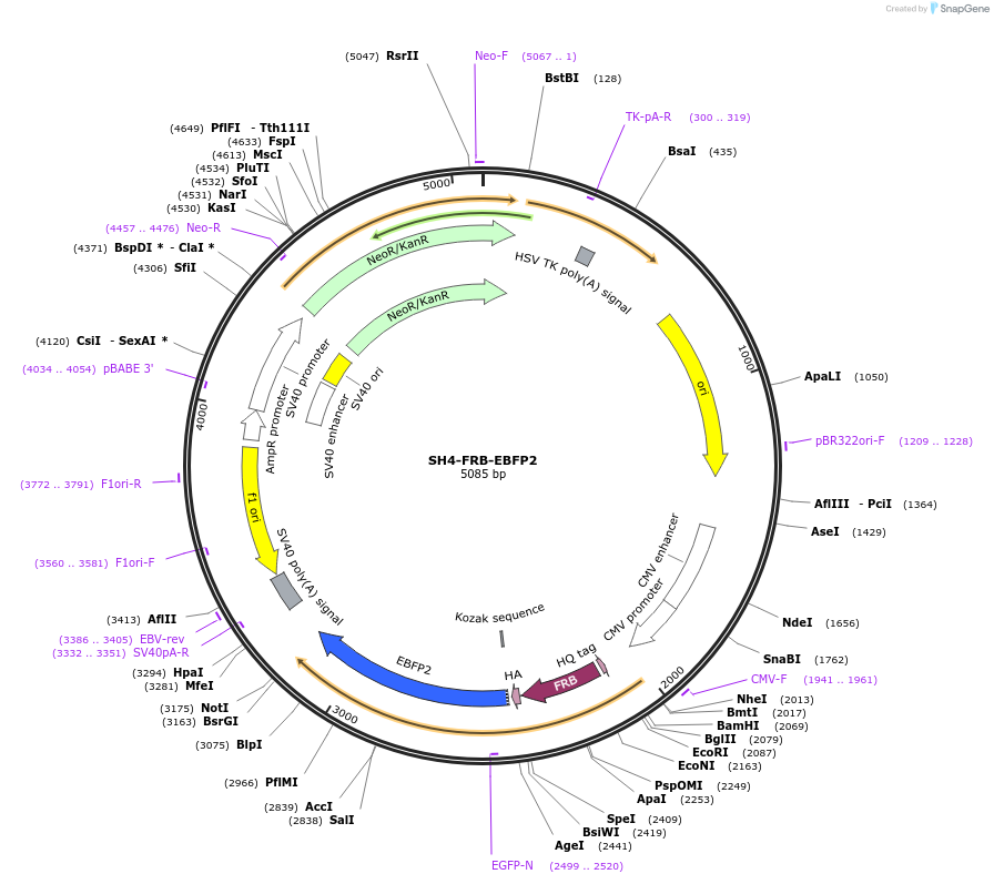 222418-plasmid-map-sequence-id-439139