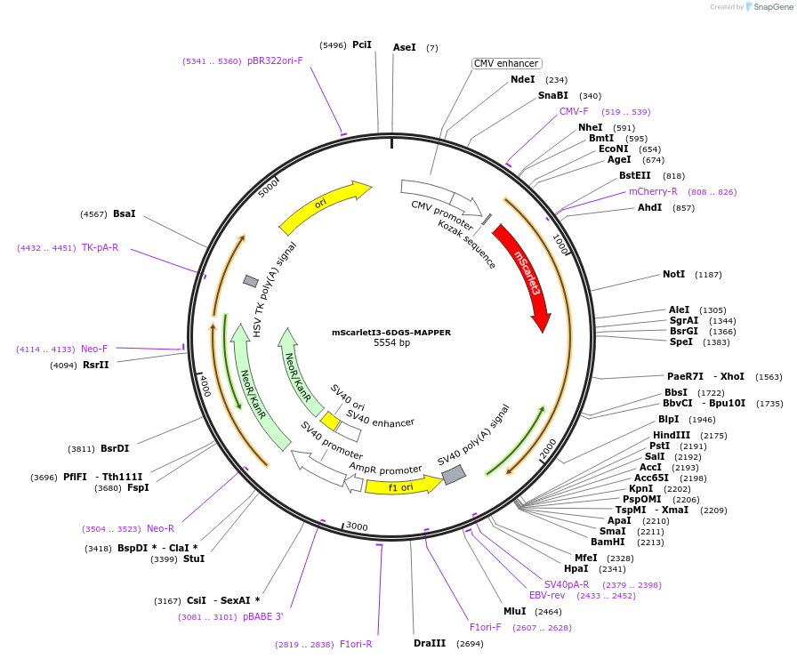222421-plasmid-map-sequence-id-439142