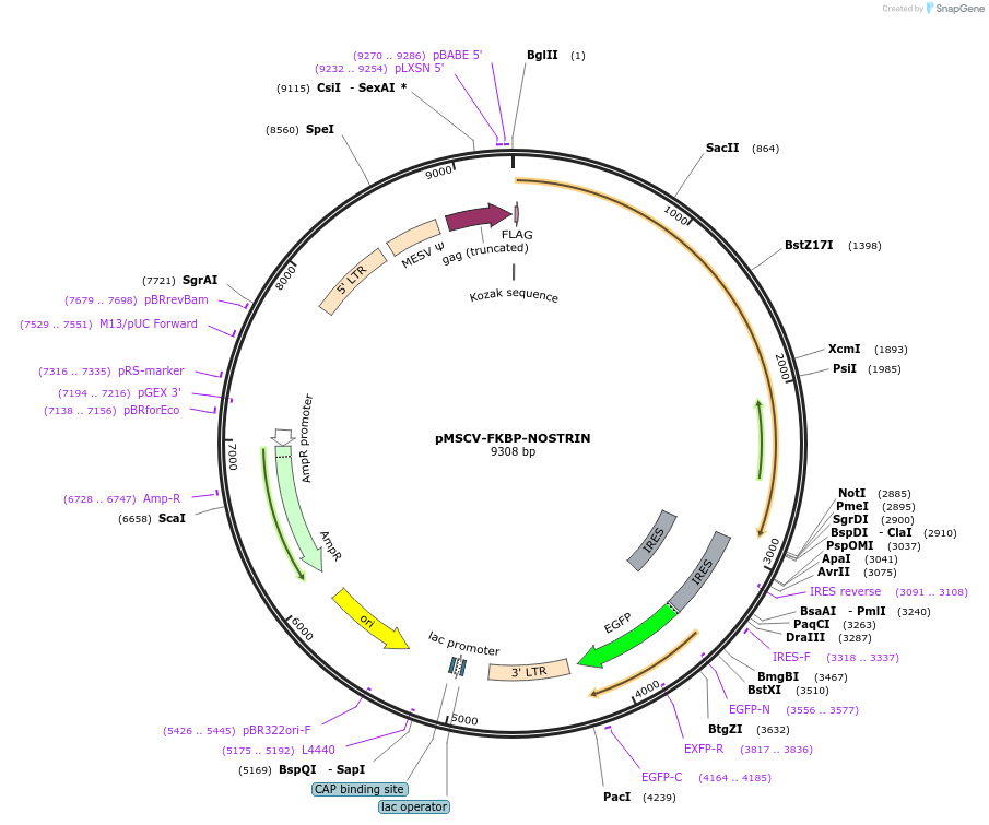 221309-plasmid-map-sequence-id-439157
