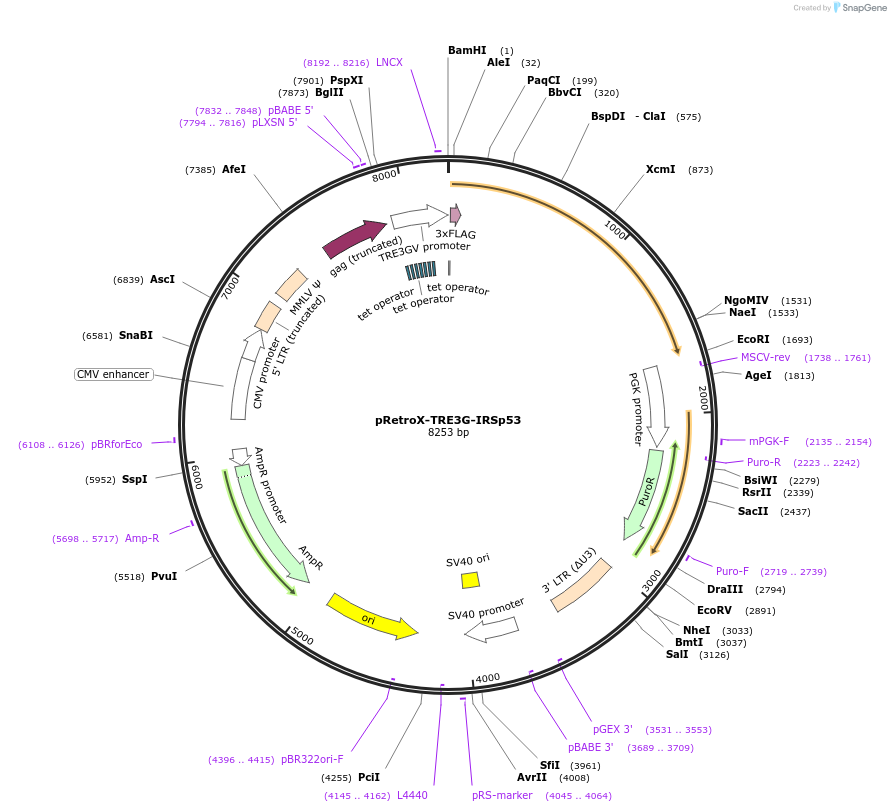 221317-plasmid-map-sequence-id-439164