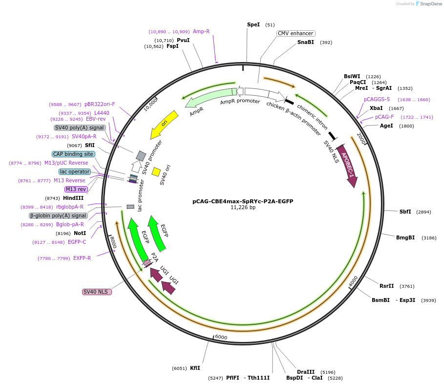 208336-plasmid-map-sequence-id-439176