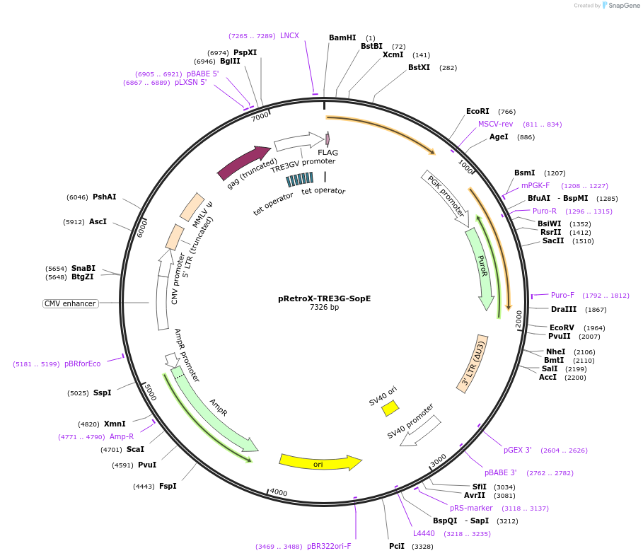 221327-plasmid-map-sequence-id-439196