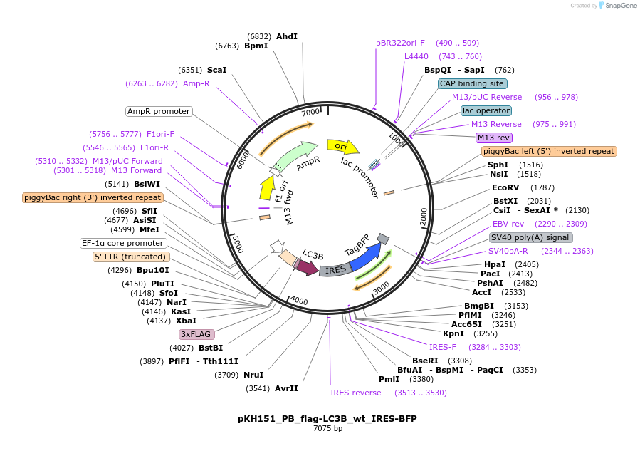 214976-plasmid-map-sequence-id-439216