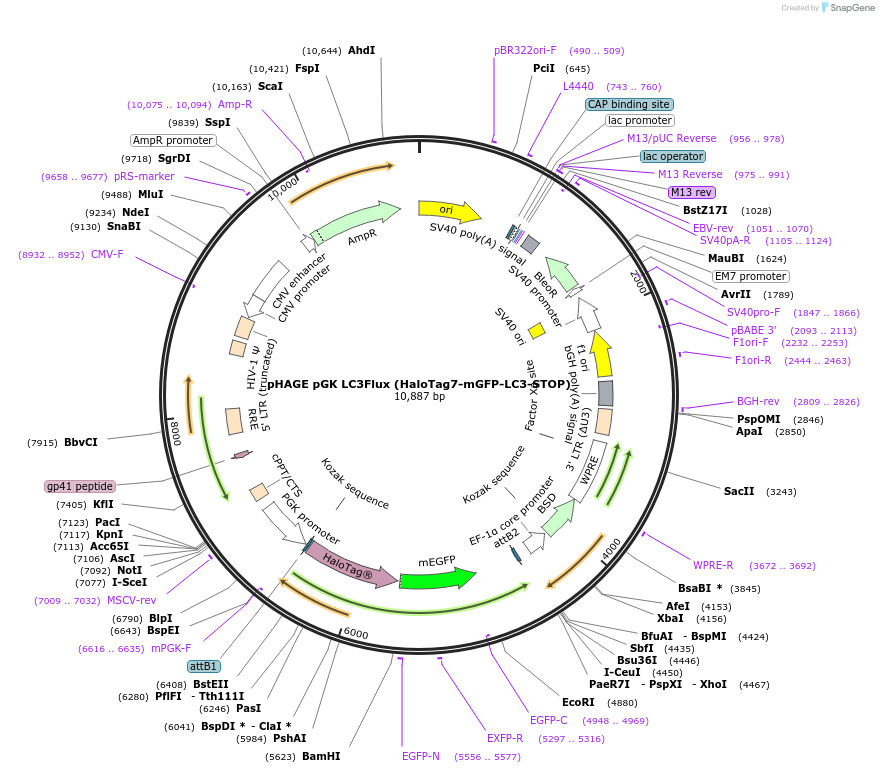 215015-plasmid-map-sequence-id-439220