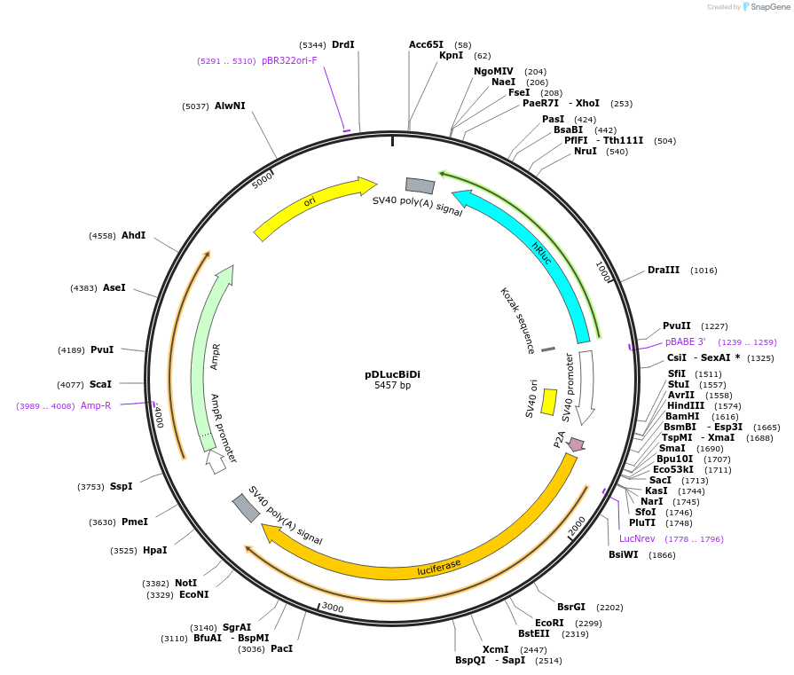 219562-plasmid-map-sequence-id-439245