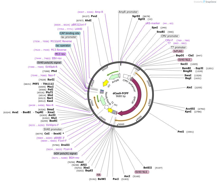 220131-plasmid-map-sequence-id-439246