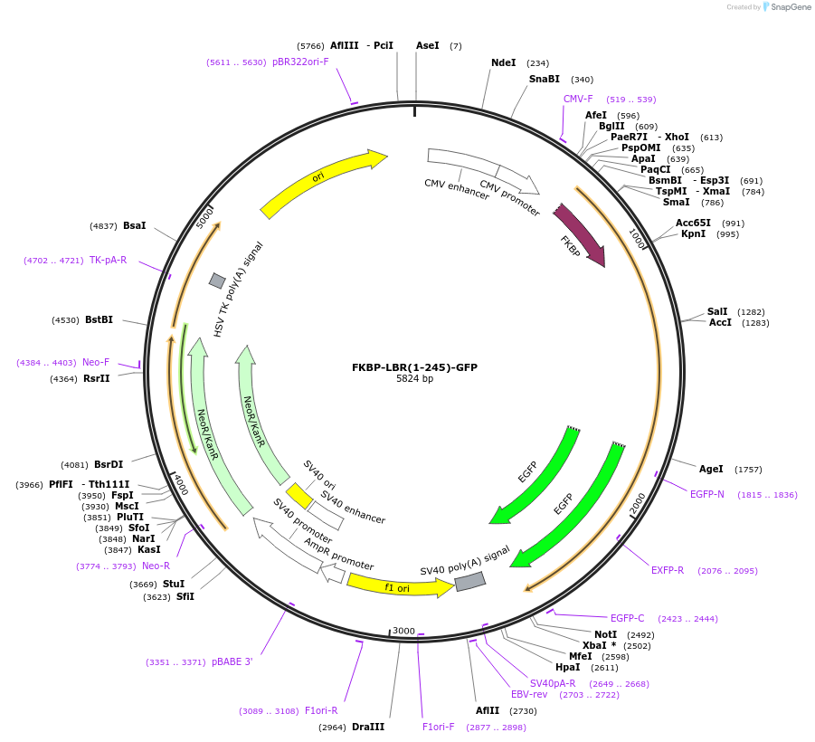 222425-plasmid-map-sequence-id-439254