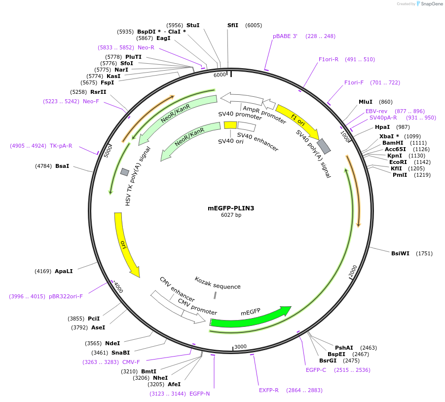 222426-plasmid-map-sequence-id-439256