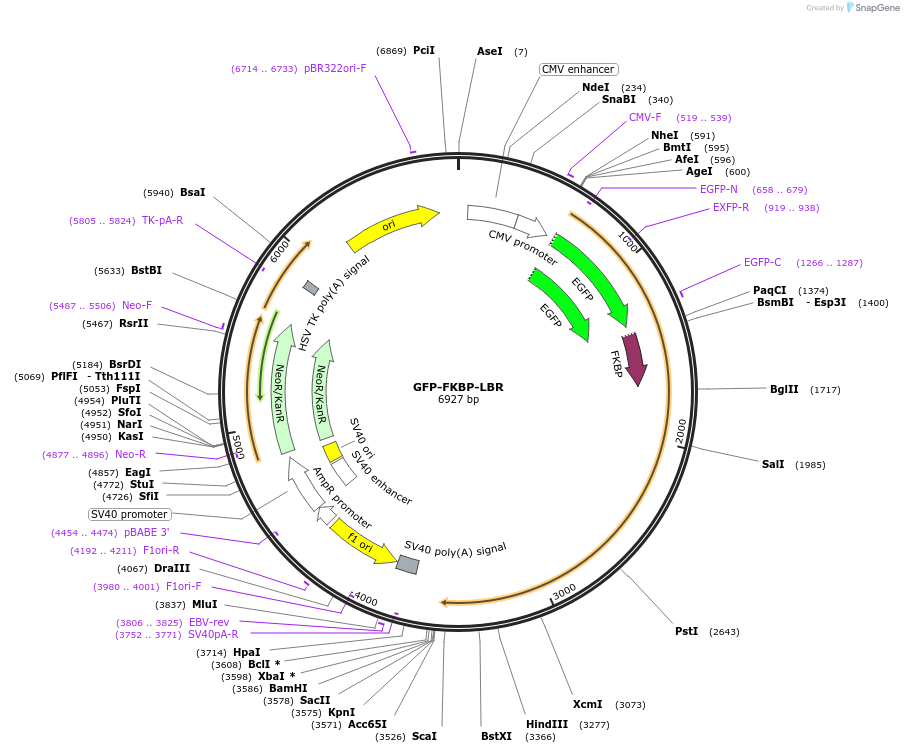 222427-plasmid-map-sequence-id-439259