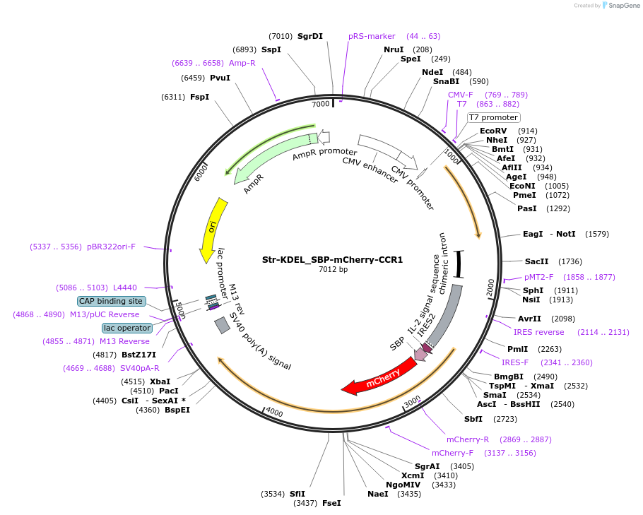 222311-plasmid-map-sequence-id-439261
