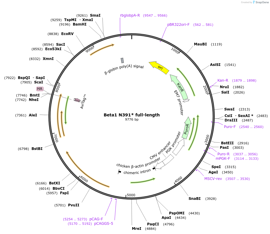 221404-plasmid-map-sequence-id-439262