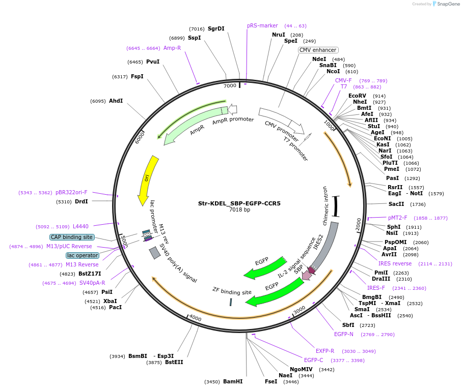 222309-plasmid-map-sequence-id-439264