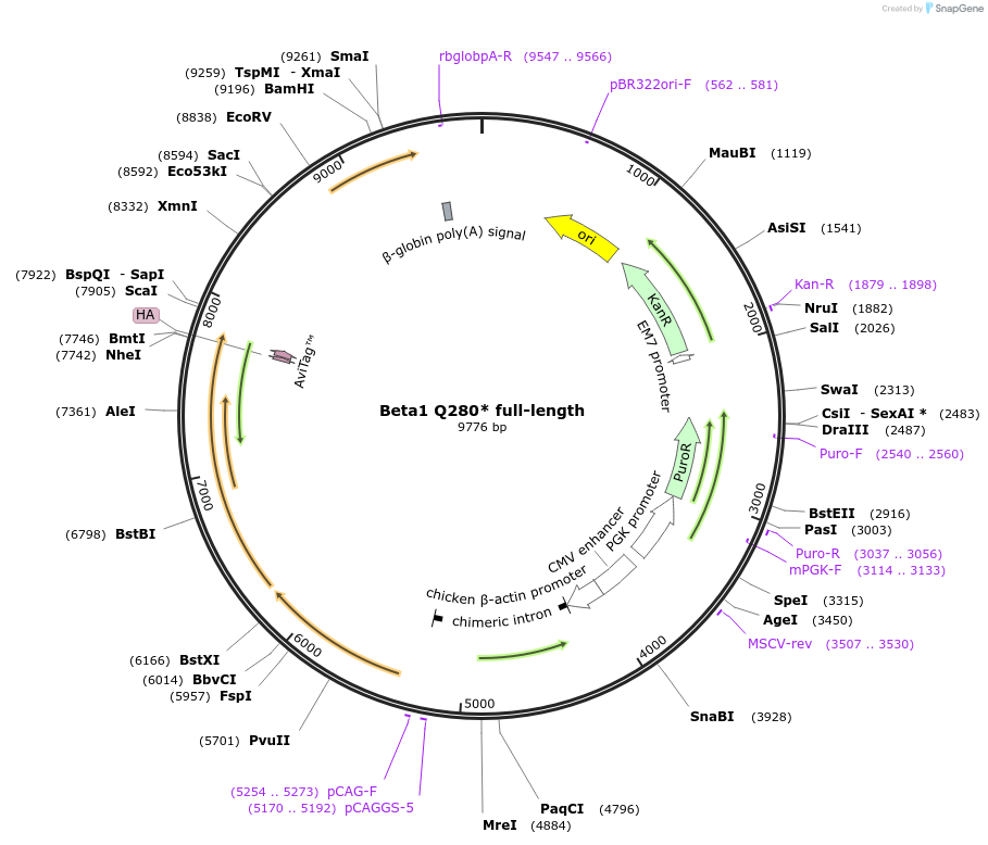 221402-plasmid-map-sequence-id-439265