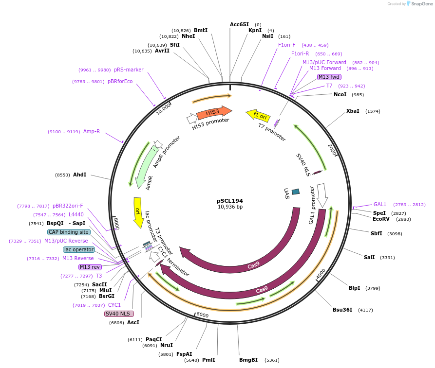 222225-plasmid-map-sequence-id-439276