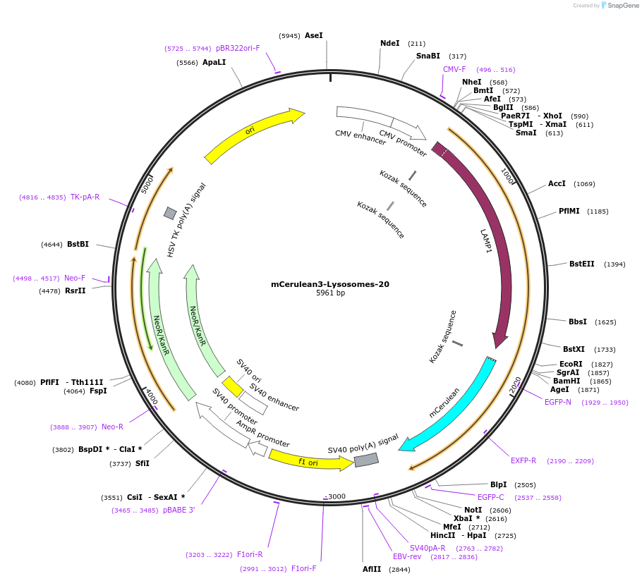 55428-plasmid-map-sequence-id-439313