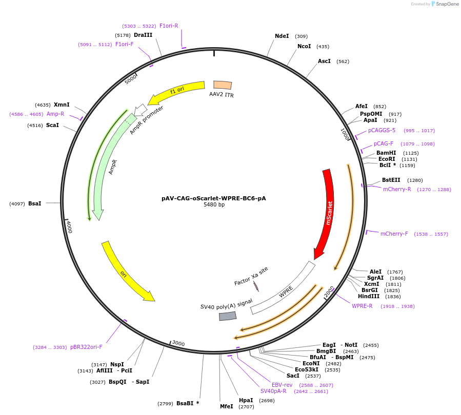 220770-plasmid-map-sequence-id-439322