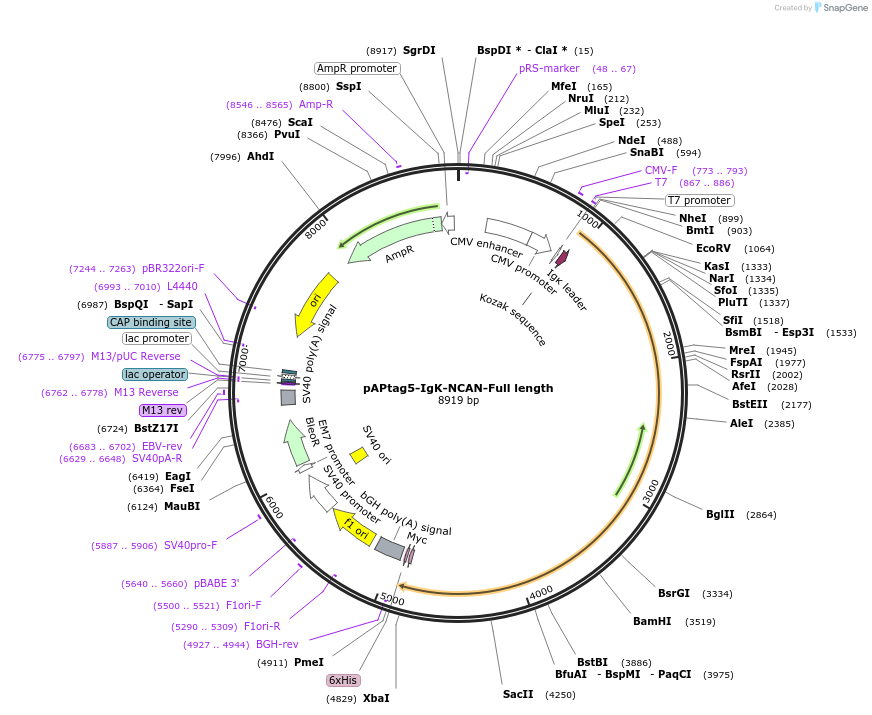 219812-plasmid-map-sequence-id-439383