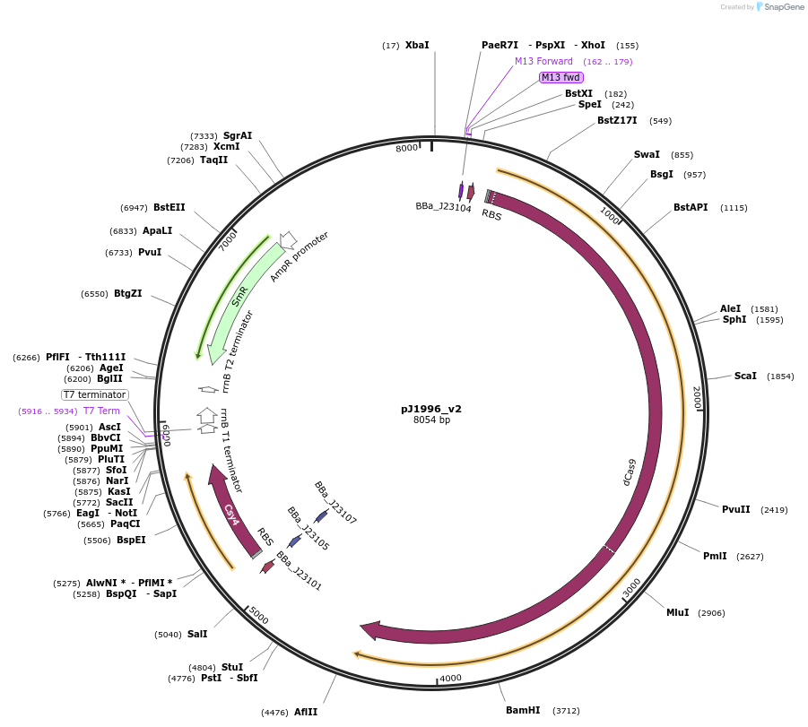 140664-plasmid-map-sequence-id-439389
