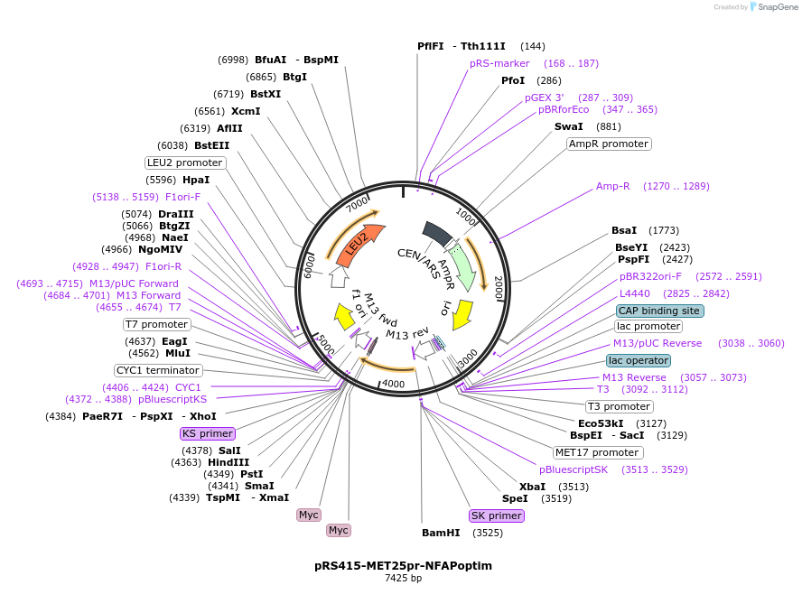 221101-plasmid-map-sequence-id-439394