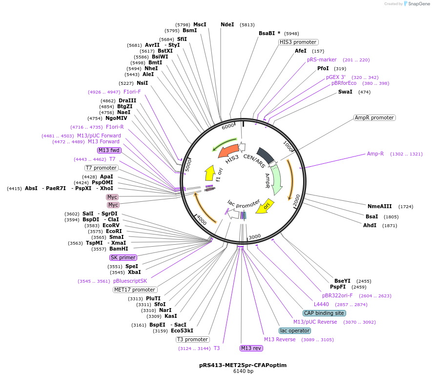 221105-plasmid-map-sequence-id-439395