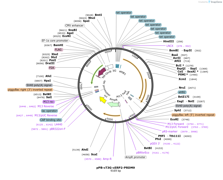 222565-plasmid-map-sequence-id-439416