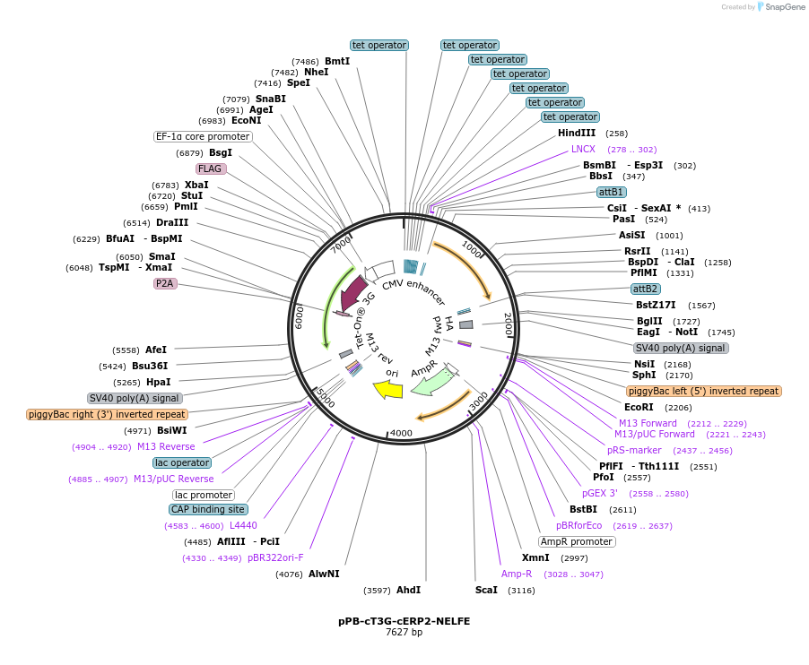 222559-plasmid-map-sequence-id-439420