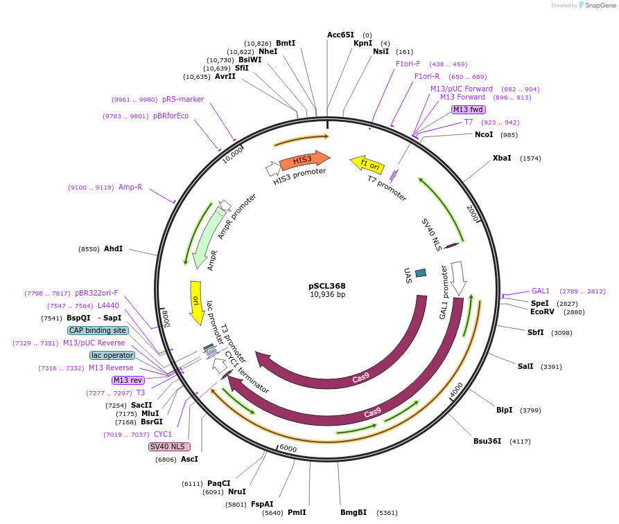 222227-plasmid-map-sequence-id-439428