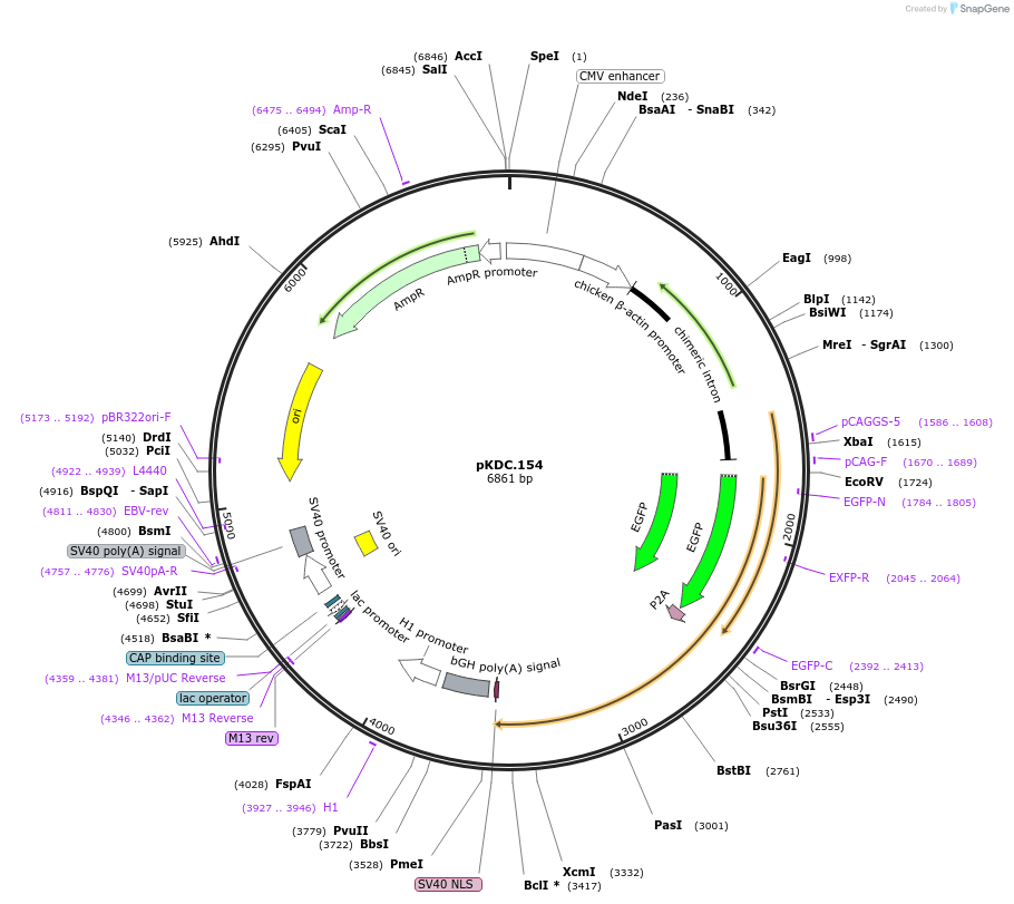 222228-plasmid-map-sequence-id-439429