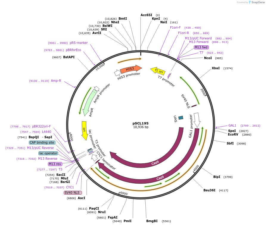 222226-plasmid-map-sequence-id-439430