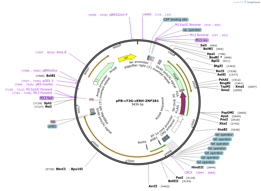 222923-plasmid-map-sequence-id-439431
