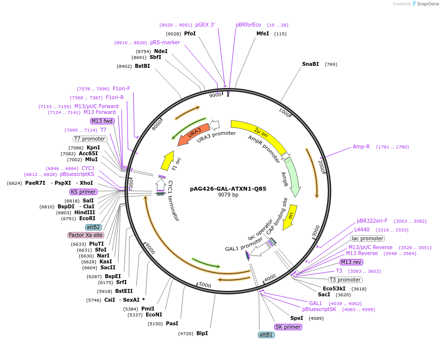 181712-plasmid-map-sequence-id-439435