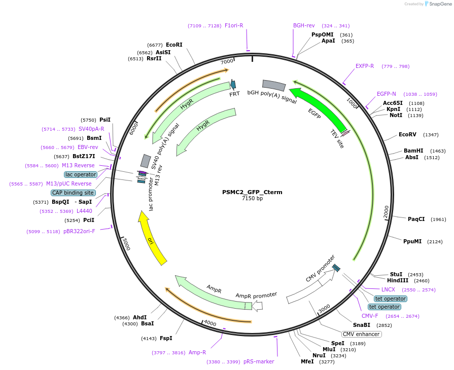 221516-plasmid-map-sequence-id-439441