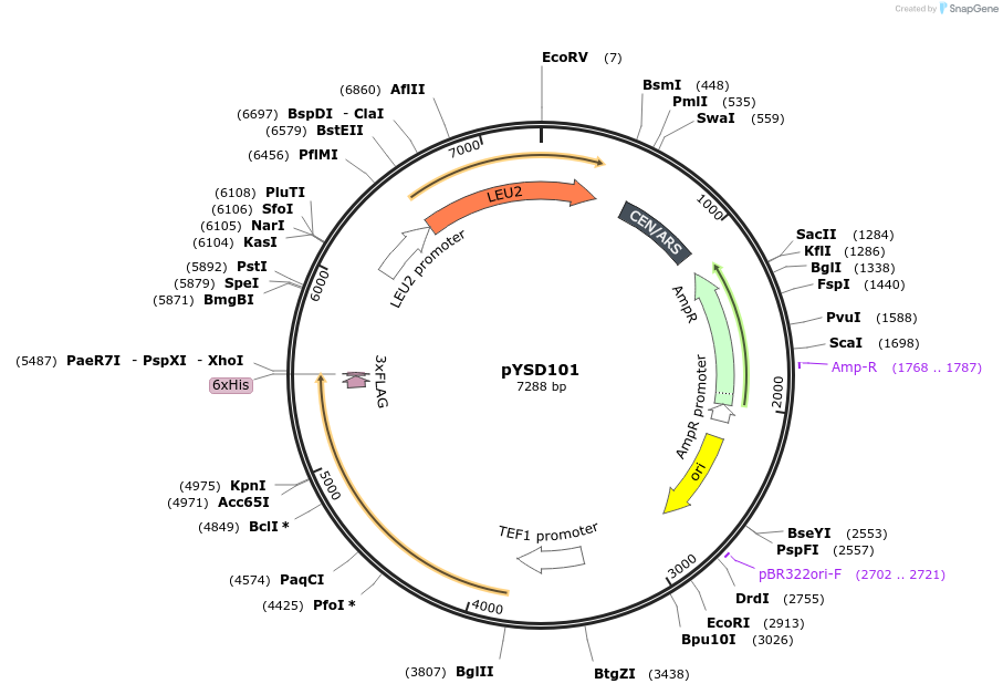212925-plasmid-map-sequence-id-439532