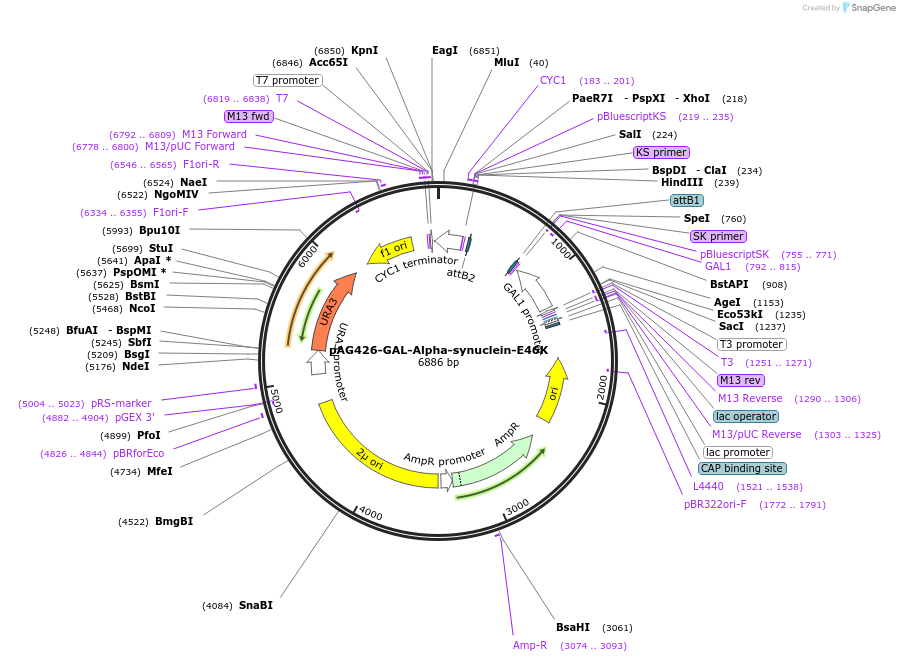 181723-plasmid-map-sequence-id-439543