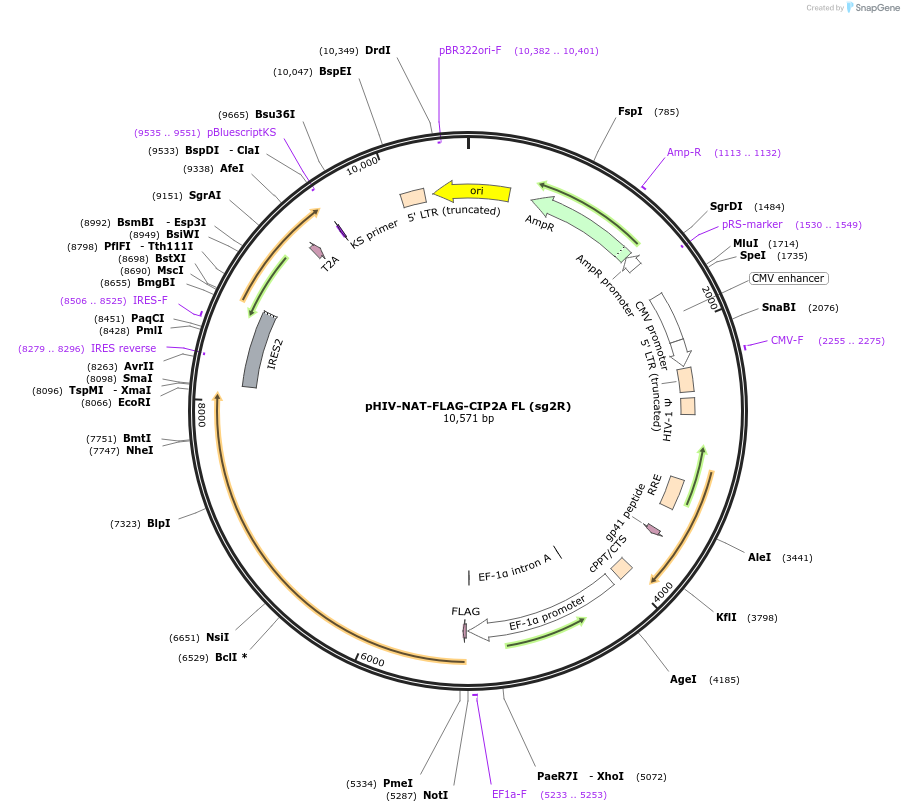 222624-plasmid-map-sequence-id-439544