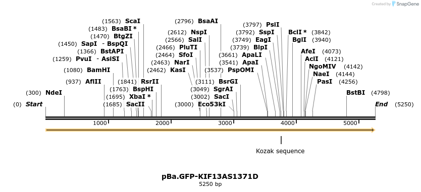 439555_map