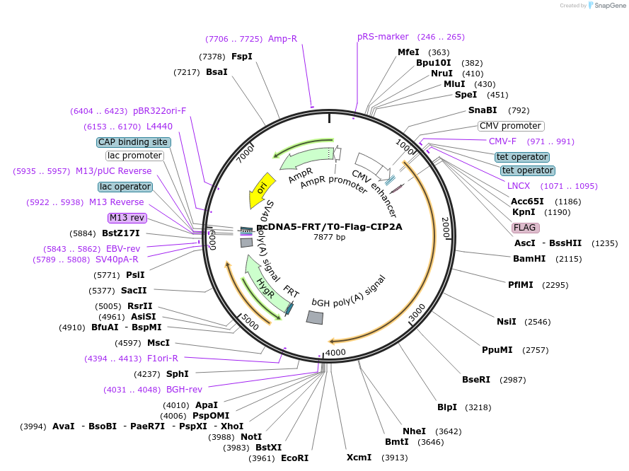 222623-plasmid-map-sequence-id-439558