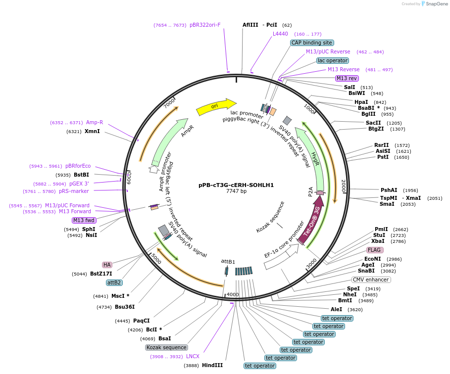 222922-plasmid-map-sequence-id-439805