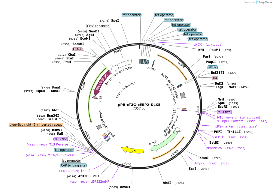 222927-plasmid-map-sequence-id-439807