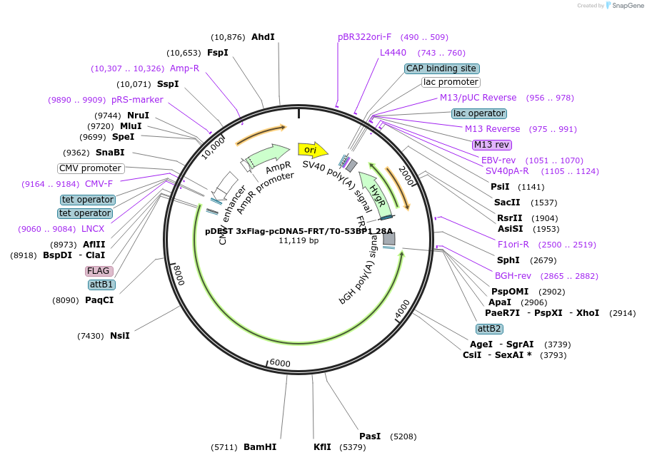 52505-plasmid-map-sequence-id-439808