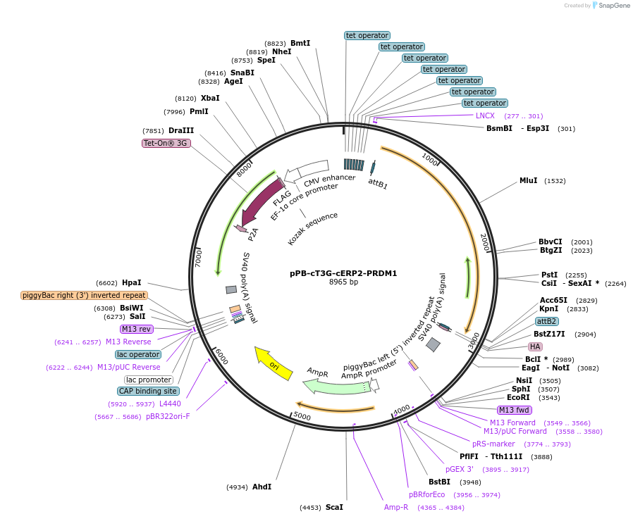 222924-plasmid-map-sequence-id-439853