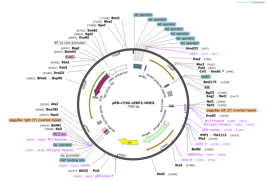 222928-plasmid-map-sequence-id-439854