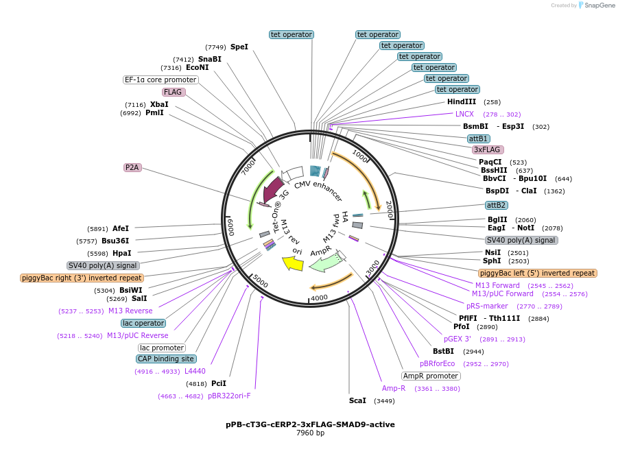222580-plasmid-map-sequence-id-439855