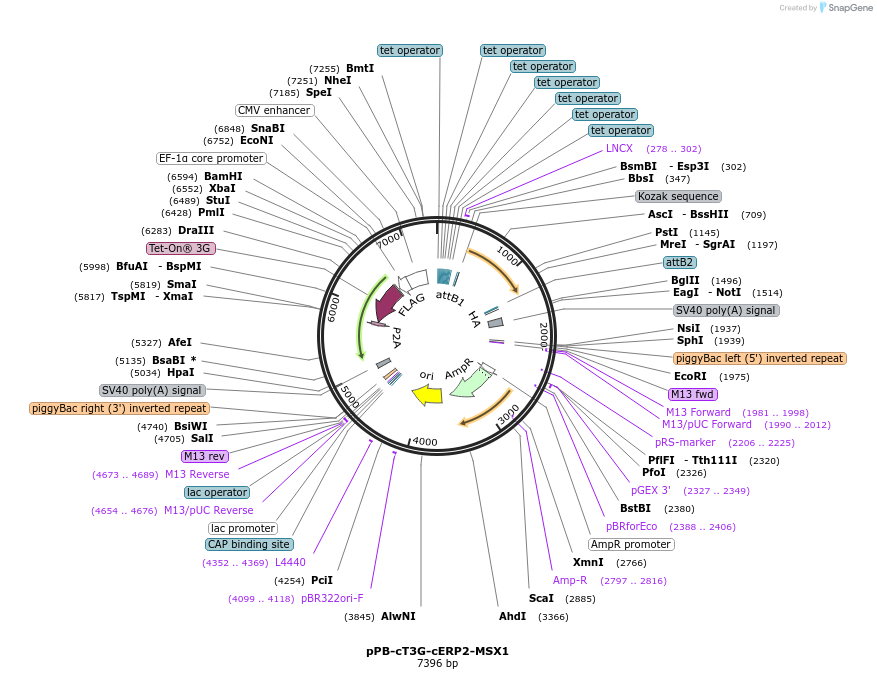 222557-plasmid-map-sequence-id-439856