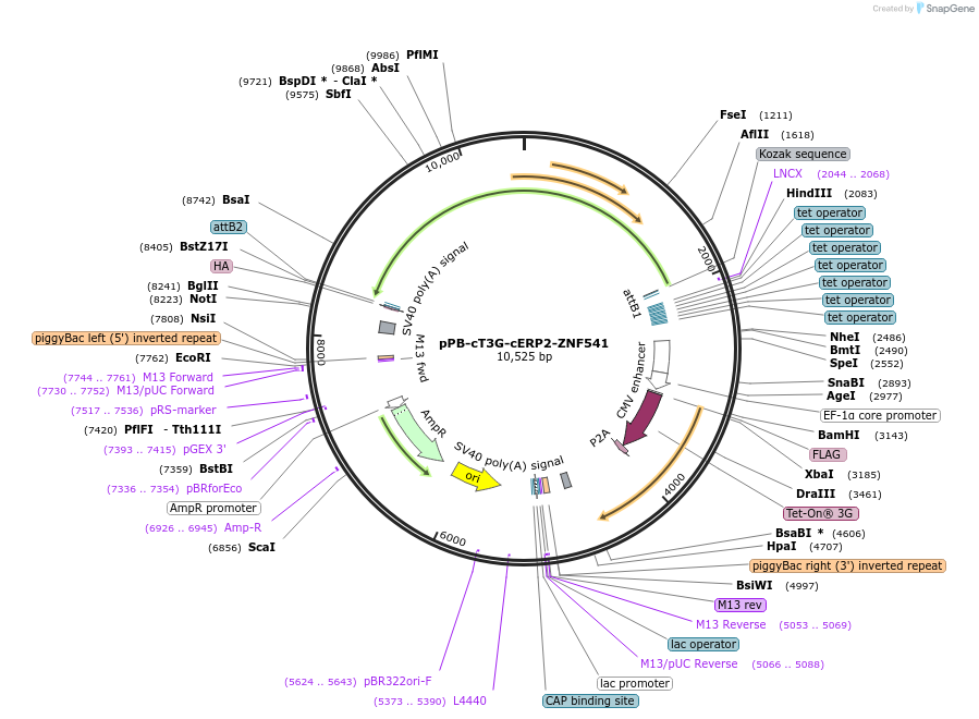 222560-plasmid-map-sequence-id-439857