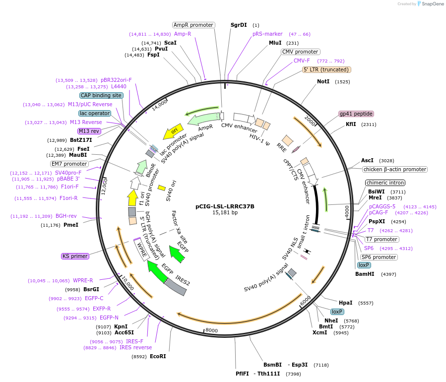 220791-plasmid-map-sequence-id-439864