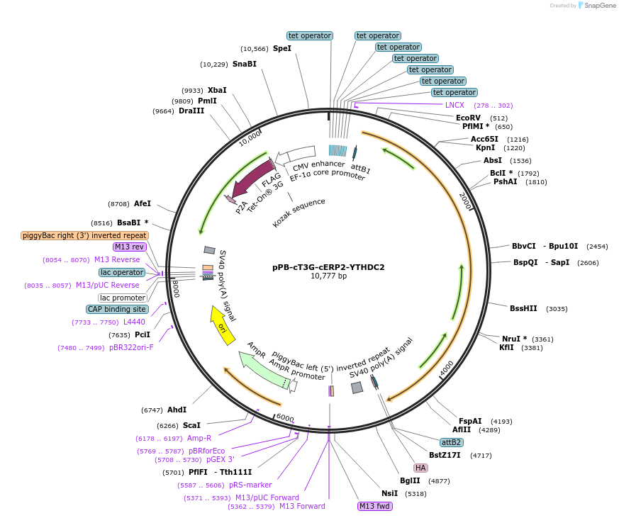 222558-plasmid-map-sequence-id-439865