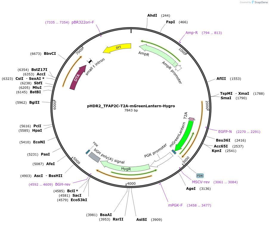 222915-plasmid-map-sequence-id-439868